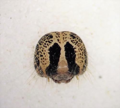 Réf. 286 532 : Lymantria dispar